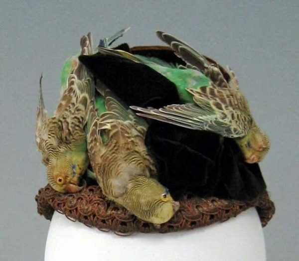 Женская шляпка с чучелами попугаев